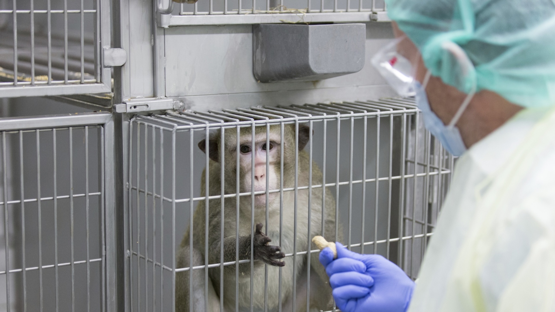 Monkeys Recover With Experimental COVID-19 Vaccine